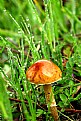 Picture Title - Mushroom