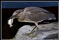 Picture Title - B150 (Chinese Pond Heron)