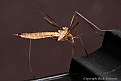 Picture Title - Crane Fly