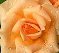 Picture Title - Rose in the rain