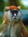 Picture Title - Patas Monkey