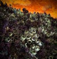 Picture Title - Barnacles