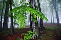 Picture Title - Fog backwoods