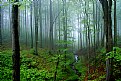 Picture Title - Misty woods