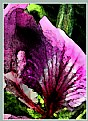 Picture Title - Abstracted Hibiscus