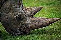 Picture Title - Rhino