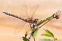 Picture Title - Dragonfly