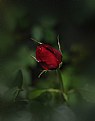 Picture Title - Rose with a drop of rain
