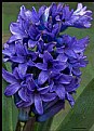Picture Title - Hyacinths