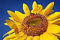 Picture Title - Sun Flower