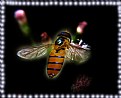 Picture Title - HoneyBee -9