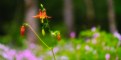 Picture Title - Crimson Columbine 2