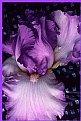 Picture Title - Iris Beautiful