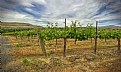 Picture Title - Vineyard Lanscape