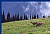 Deer on Hurricane Ridge