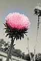 Picture Title - The Thistle