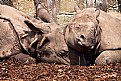 Picture Title - Rhinos