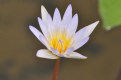 Picture Title - Water Lily #1