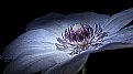 Picture Title - Clematis