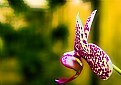 Picture Title - Orquidea 1