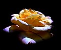 Picture Title - yellow rose