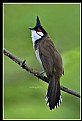 Picture Title - B153 (Red-wiskered Bulbul)
