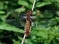 Picture Title - Female Broad-bodied Chase, Libellula depressa (Linnaeus, 1758)