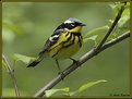Picture Title - Magnolia Warbler