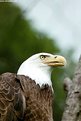 Picture Title - Eagle