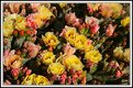 Picture Title - Cactus Flowers