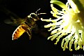 Picture Title - to bee fly