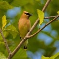 Picture Title - Cedar Waxwing