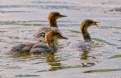 Picture Title - Common Mergansers