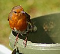 Picture Title - Robbing  Robin