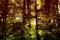 Picture Title - Dark Forest