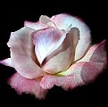 Picture Title - pink rose