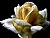 yellow rose-2