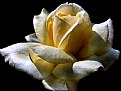 Picture Title - yellow rose-2