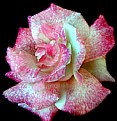 Picture Title - pink rose-2