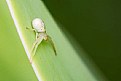 Picture Title - little spider