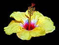 Picture Title - yellow hibiscus