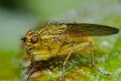 Picture Title - Dung Fly