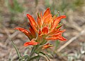 Picture Title - indian paint brush