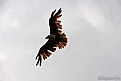 Picture Title - Wing span