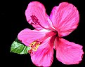 Picture Title - pink hibiscus