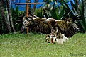 Picture Title - Eagle landing