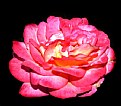 Picture Title - red-rose-2