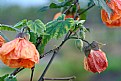 Picture Title - Alcea Setosa