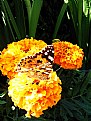 Picture Title - Butterfly in the flower..