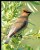 Cedar Waxwing